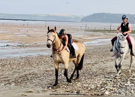Connemara, Gelding, 4 years, 14.2 hh, Dun