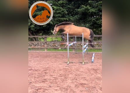 Connemara, Gelding, 4 years, 14,2 hh