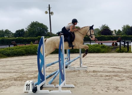 Connemara, Gelding, 4 years, 14.3 hh, Cremello