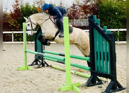 Connemara, Gelding, 4 years, 14,3 hh, Gray