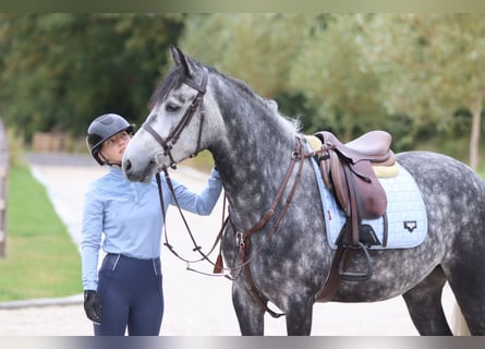 Connemara, Gelding, 4 years, 14.3 hh, Grey-Blue-Tan