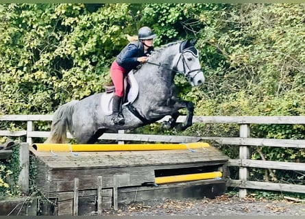 Connemara, Gelding, 4 years, 14.3 hh, Grey Connemara, Gelding, 4 years, 14.3 hh, Grey