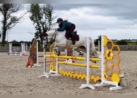 Connemara, Gelding, 4 years, 14.3 hh, Grey