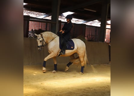 Connemara Mix, Gelding, 4 years, 14.3 hh, Palomino