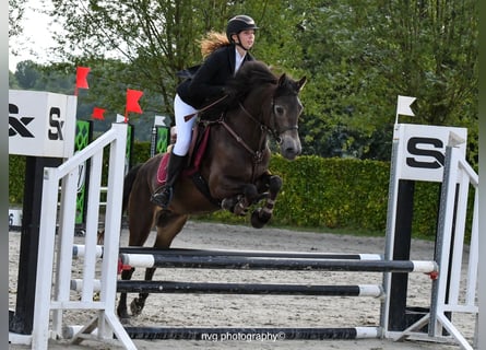 Connemara, Gelding, 4 years, 14,1 hh, Bay-Dark