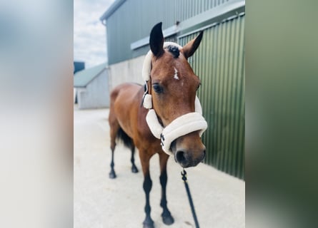 Connemara, Gelding, 4 years, 14,1 hh, Brown-Light