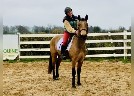 Connemara, Gelding, 4 years, 14,1 hh, Dun