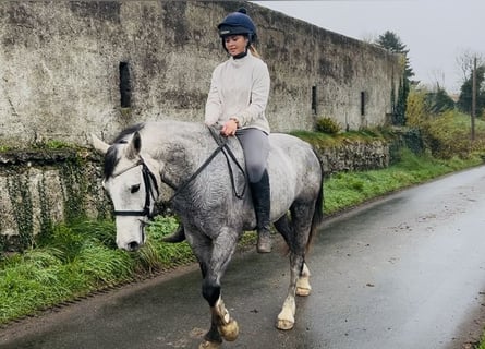 Connemara, Gelding, 4 years, 14,1 hh, Grey