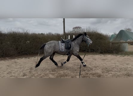 Connemara, Gelding, 4 years, 14,2 hh, Grey-Dapple