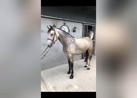 Connemara, Gelding, 4 years, 14,3 hh, Dun