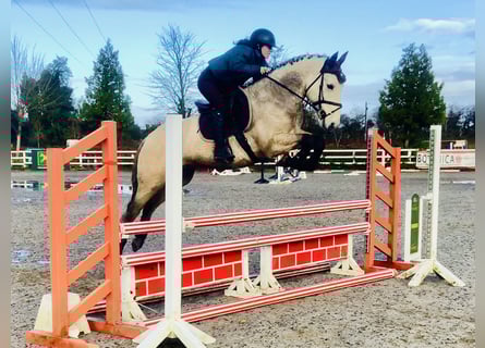 Connemara, Gelding, 4 years, 14,3 hh, Dun