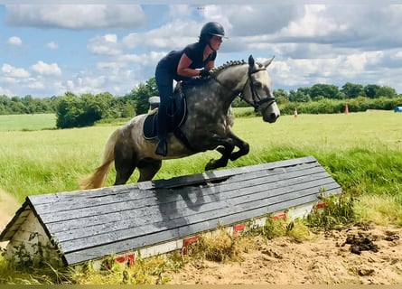 Connemara, Gelding, 4 years, 14,3 hh, Gray-Dapple