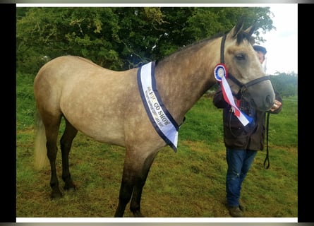 Connemara, Gelding, 4 years, 14,3 hh, Grey