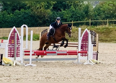 Connemara, Wallach, 4 Jahre, 15,1 hh, Brauner