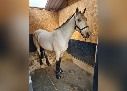 Connemara, Gelding, 4 years, 15.1 hh, Dun