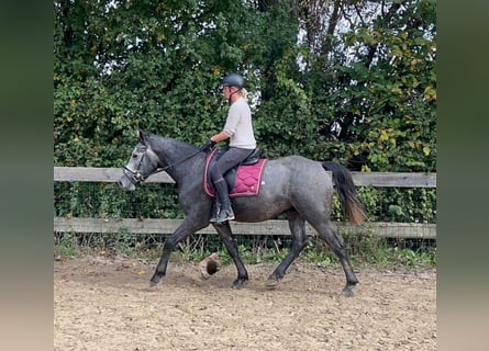 Connemara Mix, Gelding, 4 years, 15,2 hh, Gray-Dapple