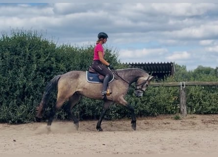 Connemara, Gelding, 4 years, 15.3 hh, Brown Falb mold