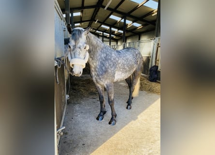 Connemara, Gelding, 4 years, 15 hh, Gray-Dark-Tan