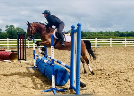 Connemara, Gelding, 4 years, 15,1 hh, Brown