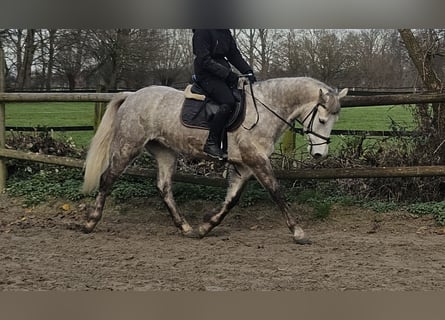 Connemara, Gelding, 4 years, 15,1 hh, Grey-Dapple