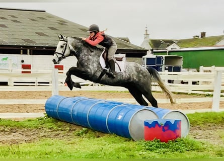 Connemara, Gelding, 4 years, 15,1 hh, Grey