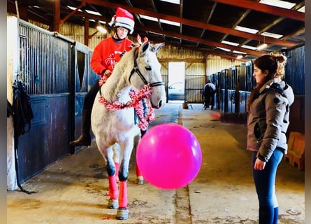 Connemara, Gelding, 4 years, 15,1 hh, Grey