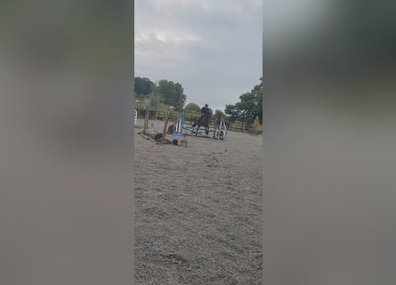 Connemara, Gelding, 4 years, 16 hh, Bay