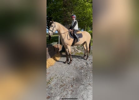 Connemara, Gelding, 4 years, 16 hh, Dun