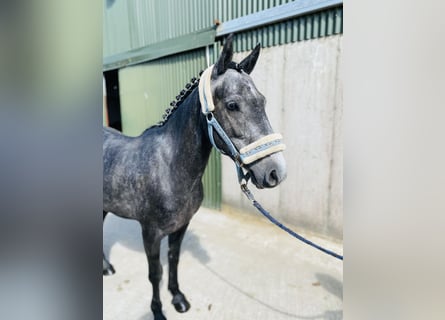 Connemara, Gelding, 5 years, 13,1 hh, Gray