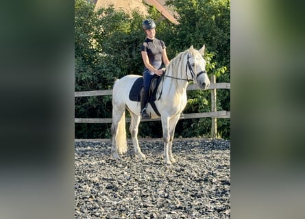 Connemara, Gelding, 5 years, 14.1 hh, Grey-Dapple