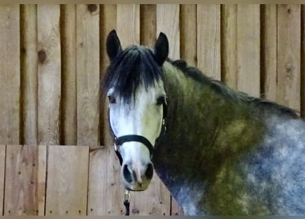 Connemara, Gelding, 5 years, 14.1 hh, Grey-Dapple