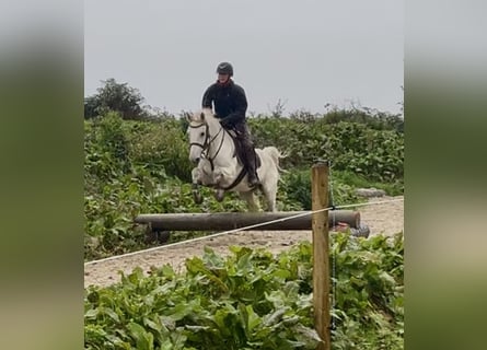 Connemara, Gelding, 5 years, 14.1 hh, Grey