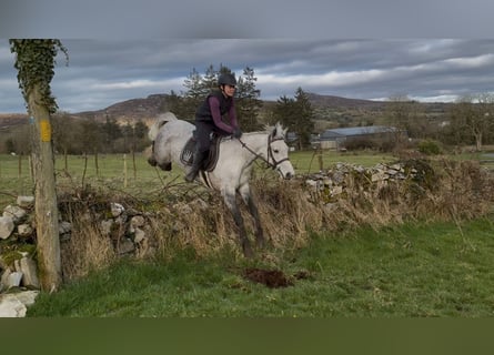Connemara, Gelding, 5 years, 14.2 hh, Grey