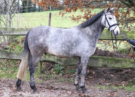 Connemara Mix, Gelding, 5 years, 14,3 hh, Gray-Blue-Tan