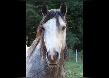 Connemara, Gelding, 5 years, 14 hh, Grey-Dapple
