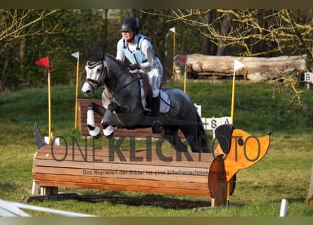 Connemara, Gelding, 5 years, 14,2 hh, Gray-Dapple