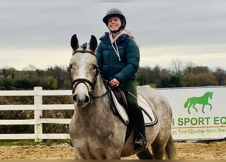 Connemara, Gelding, 5 years, 14,3 hh, Grey