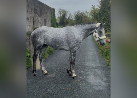 Connemara, Gelding, 5 years, 15.2 hh, Grey-Dapple