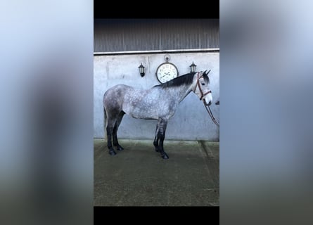 Connemara, Gelding, 5 years, 15,1 hh, Grey-Blue-Tan