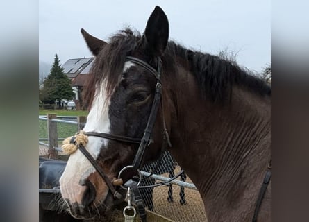 Connemara, Gelding, 6 years, 14,2 hh, Bay-Dark