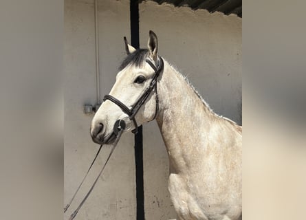 Connemara Mix, Gelding, 6 years, 14.2 hh, Bay