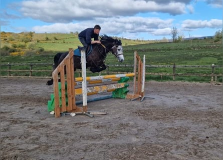 Connemara, Gelding, 6 years, 14.2 hh, Gray