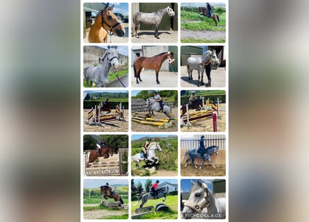 Connemara, Gelding, 6 years, 14,2 hh, Gray