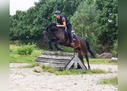 Connemara, Gelding, 7 years, 15 hh, Brown