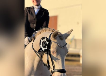 Connemara, Gelding, 9 years, 14,2 hh, Cremello