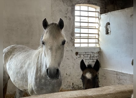 Connemara, Giumenta, 10 Anni, 147 cm, Grigio pezzato