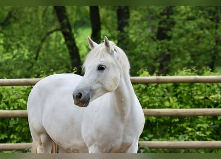 Connemara, Giumenta, 10 Anni, 150 cm, Grigio