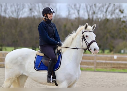 Connemara, Giumenta, 11 Anni, 156 cm, Cremello