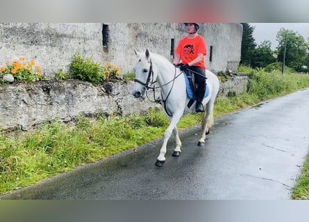 Connemara, Giumenta, 12 Anni, 147 cm, Grigio