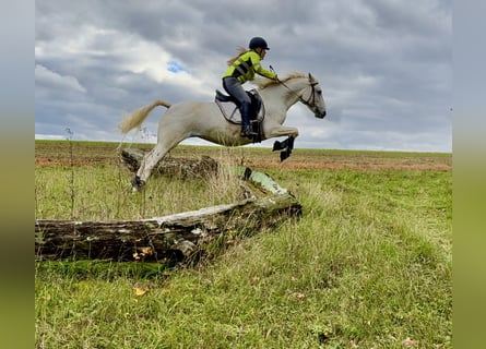 Connemara, Giumenta, 14 Anni, 148 cm, Grigio trotinato